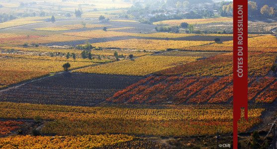 1907: Appellation Côtes du Roussillon - Achat Vin Languedoc Roussillion