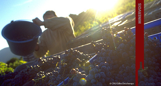 1907: Appellation Minervois - Achat Vin du Languedoc Roussillion 