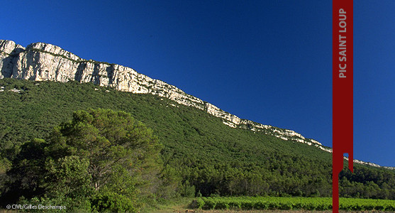 1907: Appellation Pic saint Loup - Achat Vin du Pic Saint Loup - Languedoc