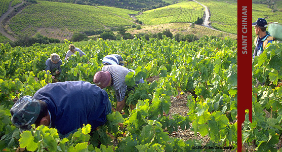 1907: Appellation Saint Chinian - achat et vente de  vin  du Languedoc Roussillion 