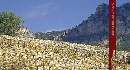 1907: Appellation Terrasses du Larzac - Achat Vin des Terrasses du Larzac - Languedoc