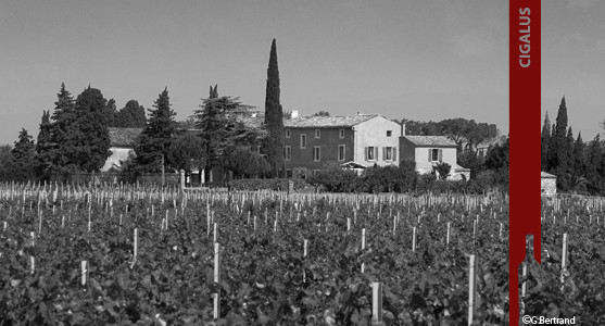 1907: Cigalus - Gérard Bertrand - Languedoc - Acheter les Vins du Cigalus