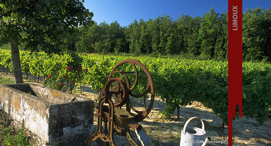 1907: Appellation Limoux - Achat Vente Vin du Languedoc Roussillion 