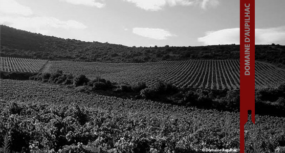 1907: Domaine d'Aupilhac - Montpeyroux - Acheter les Vins du Domaine Aupuilhac