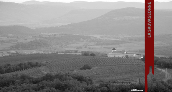 1907: Domaine la Sauvageonne - Terrasses du Larzac - Achat Vin Languedoc Roussillon.